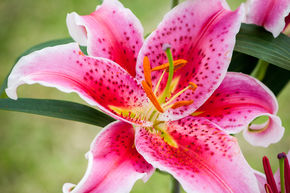 Lys 'Stargazer' (lot de 5)