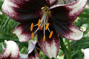 Lys 'Stracciatella Event' (lot de 5)