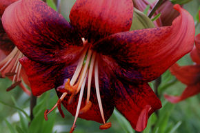 Lys 'Strawberry Event' (lot de 5)