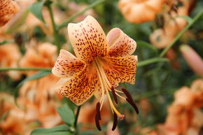 Lys 'Tiger Babies' (lot de 5)
