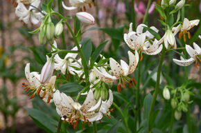 Lis Martagon 'Albi Morning'