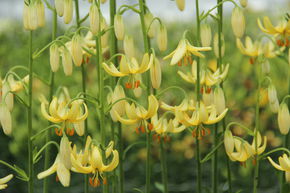 Lys martagon 'Golden Morning'