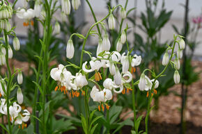 Lys martagon 'Snowy Morning'