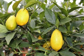 Limequat 'Tavares'