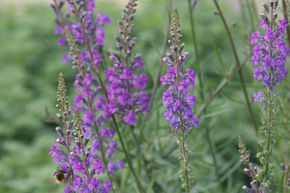 Linaria � fleurs pourpres