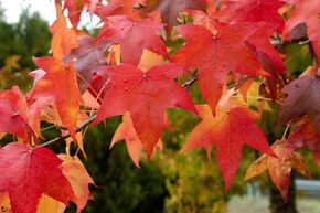 Liquidambar 'Palo Alto' - Arbre haute-tige