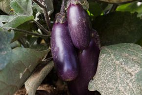 Aubergine 'Little Fingers'