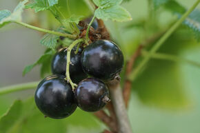 Cassissier Cassissima� 'Little Black Giant'�
