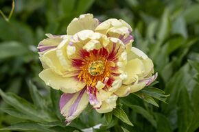 Pivoine Itoh 'Lollipop'