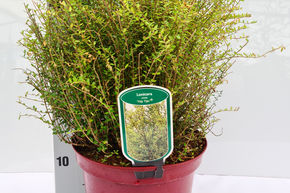 Ch�vrefeuille � feuilles de Buis 'Tidy Tips'