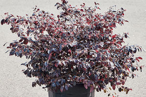 Loropetalum, Chang Nian Hong 'Ever Red'