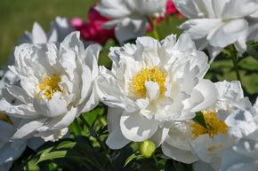 Pivoine Itoh 'Love Affair'
