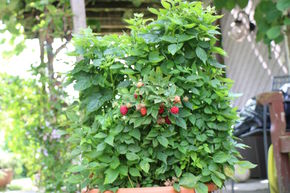 Framboisier Lowberry� Alltimer� Baby Dwarf�