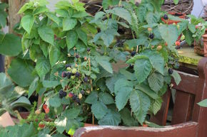 M�re Lowberry� Little Black Prince�