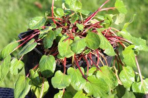 Rhubarbe Lowberry� Lilibarber� L'arbre de la fraise�