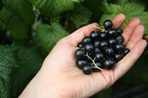 Cassis Lowberry� Little Black Sugar