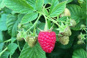 Framboise Lowberry� 'Ruby Fall'�