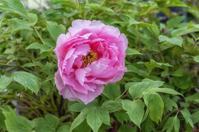 Pivoine arbustive 'Lu He Hong'