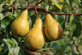 Poire Conf�rence