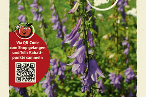 Campanule fausse raiponce - graines