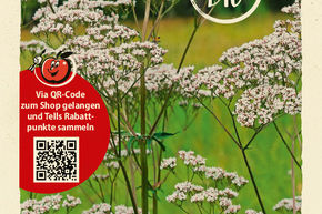 Val�riane officinale - graines
