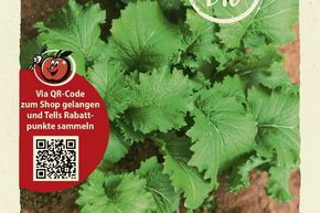 Laitue asiatique (Moutarde � feuilles) 'Green in Snow' - graines