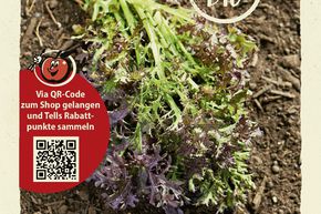 Salade asiatique (moutarde � feuilles) 'Purple Frills' - graines