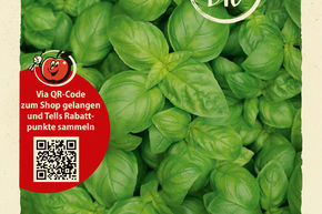 Basilic Genoveser - graines