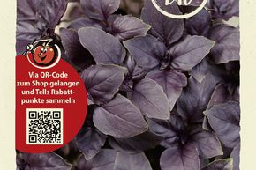 Basilic � feuilles rouges - graines