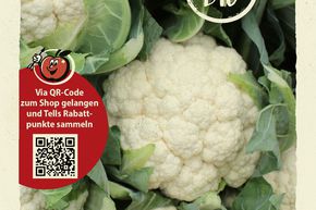 Chou-fleur 'Neckarperle' (perle de Neckar)' - graines