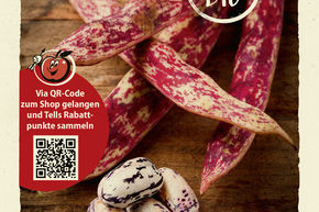 Haricot nain 'Borlotto rosso' - graines