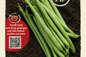 Haricots nains 'Maxi' - graines