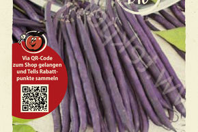 Haricots nains 'Purple Queen' - graines