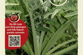 Cardon 'Epineux Argent� de Plainpalais' - graines