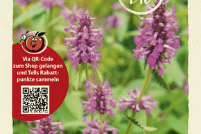 �piaire officinale, b�toine - graines