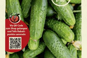 Cornichons 'Vorgebirgstrauben' - graines