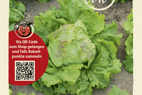 Laitue � tondre 'Grazer Krauth�uptel 2' - graines