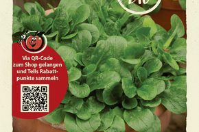 M�che 'Coquille de Louviers' - graines