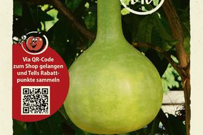 Courge-bouteille 'Weinheber Kittenberger' - graines