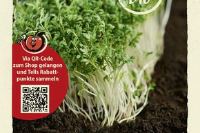 Cresson de jardin - graines
