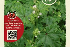 Mauve mara�ch�re - graines