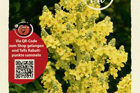 Mol�ne � fleurs denses - graines