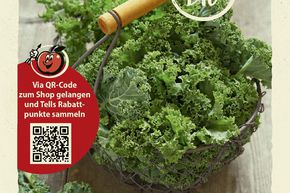 Chou vert 'Lage Moskrul' - graines