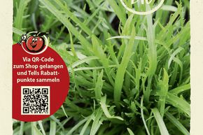 Plantain corne-de-cerf - graines