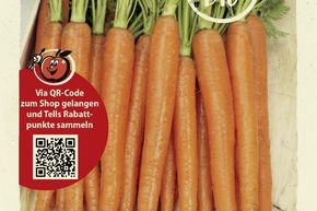 Carottes 'Berlikumer 2' - graines