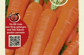Carottes 'Nantaise 2' - graines