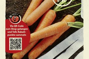 Carottes 'Nantaise 2' bande de semis - graines