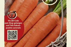 Carottes 'Rote Riesen 2' - graines