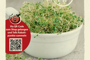 Pousses germ�es Microgreens 'Alfalfa Giulia' - graines