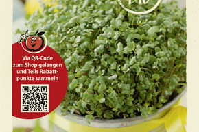 Microgreens Brocoli 'Calabrese Natalino' - graines